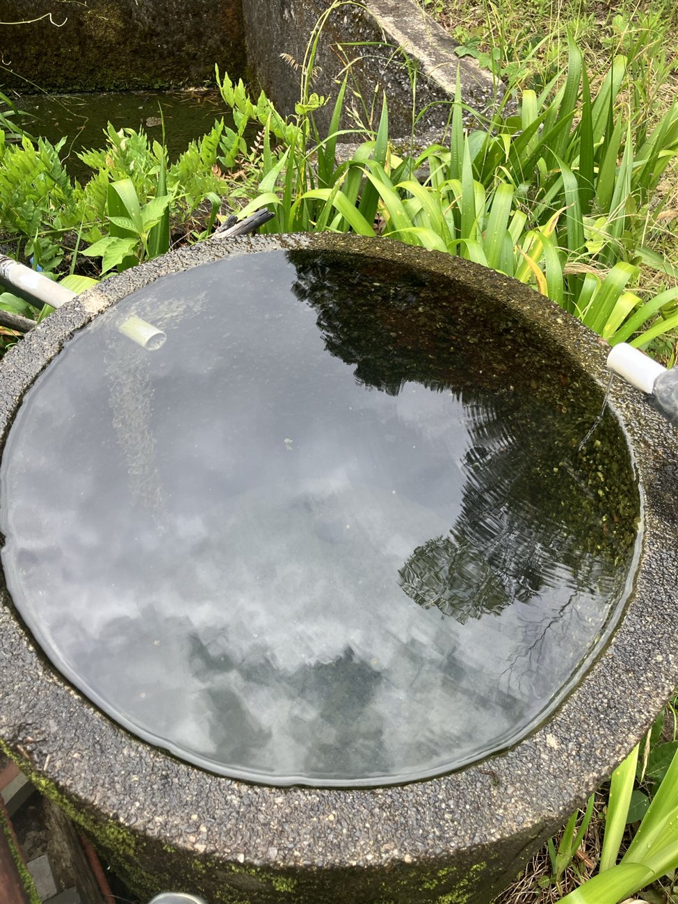 A stone basin holding spring water